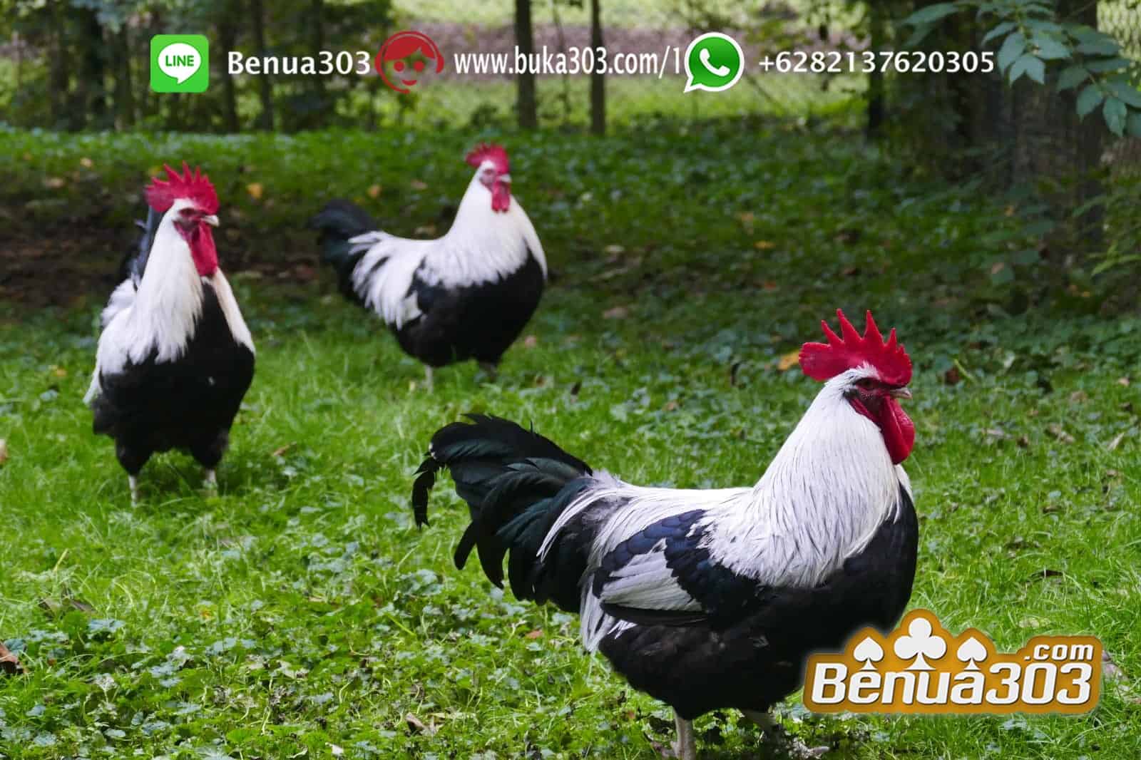 Pemasangan Betting Judi Ayam Situs S1288